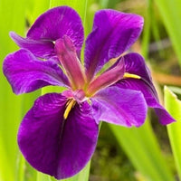 Zwarte lis Iris Black Gamecock paars - Moerasplant, oeverplant - Alle waterplanten