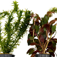 3x Aquariumplanten - Mix Koele Kleuren - Kamerplanten