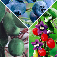 3x Gojibes Princess Tao , blauwe bes Reka , kiwibes Issai - Mix Superfood - Biologisch - Biologisch fruit
