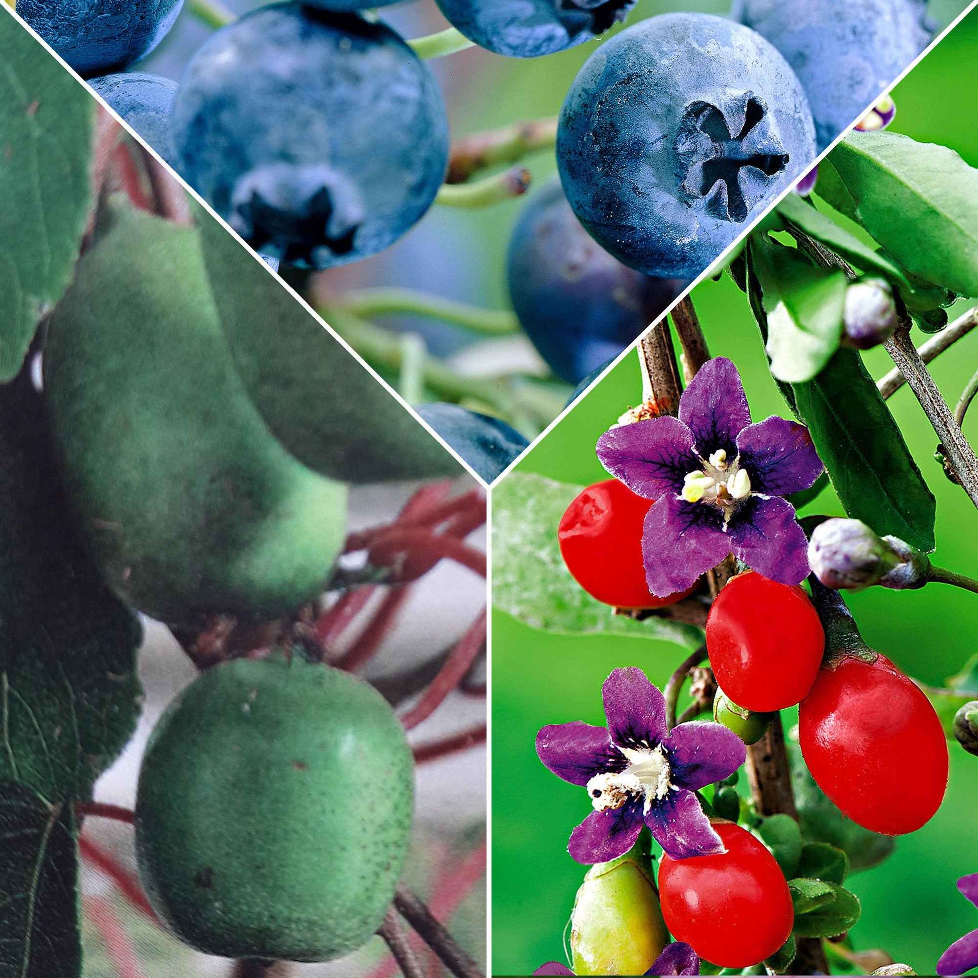 3x Gojibes Princess Tao , blauwe bes Reka , kiwibes Issai - Mix Superfood - Biologisch - Biologisch fruit