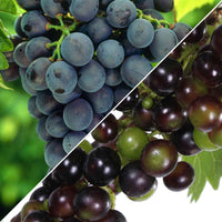 1x Blauwe druif Vitis Venus + 1x Witte druif Vitis Lakemount - Biologisch - Biologisch fruit