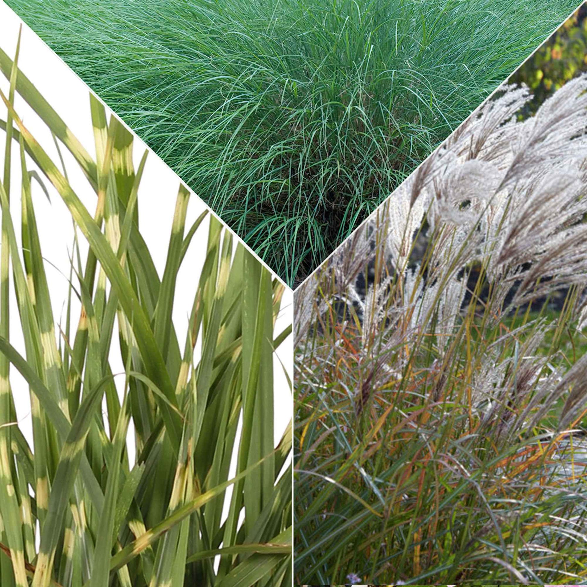 3x Prachtriet Miscanthus - Mix Sierlijk Gras - Alle vaste tuinplanten