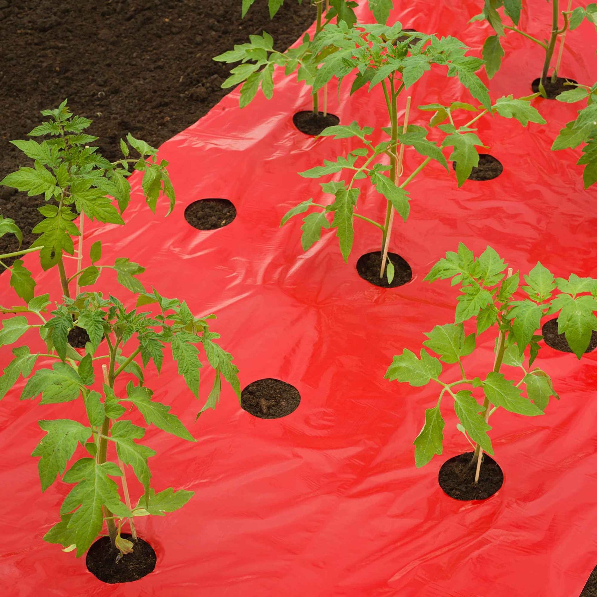 Nature Kweekfolie voor tomaten - Kweekbenodigheden