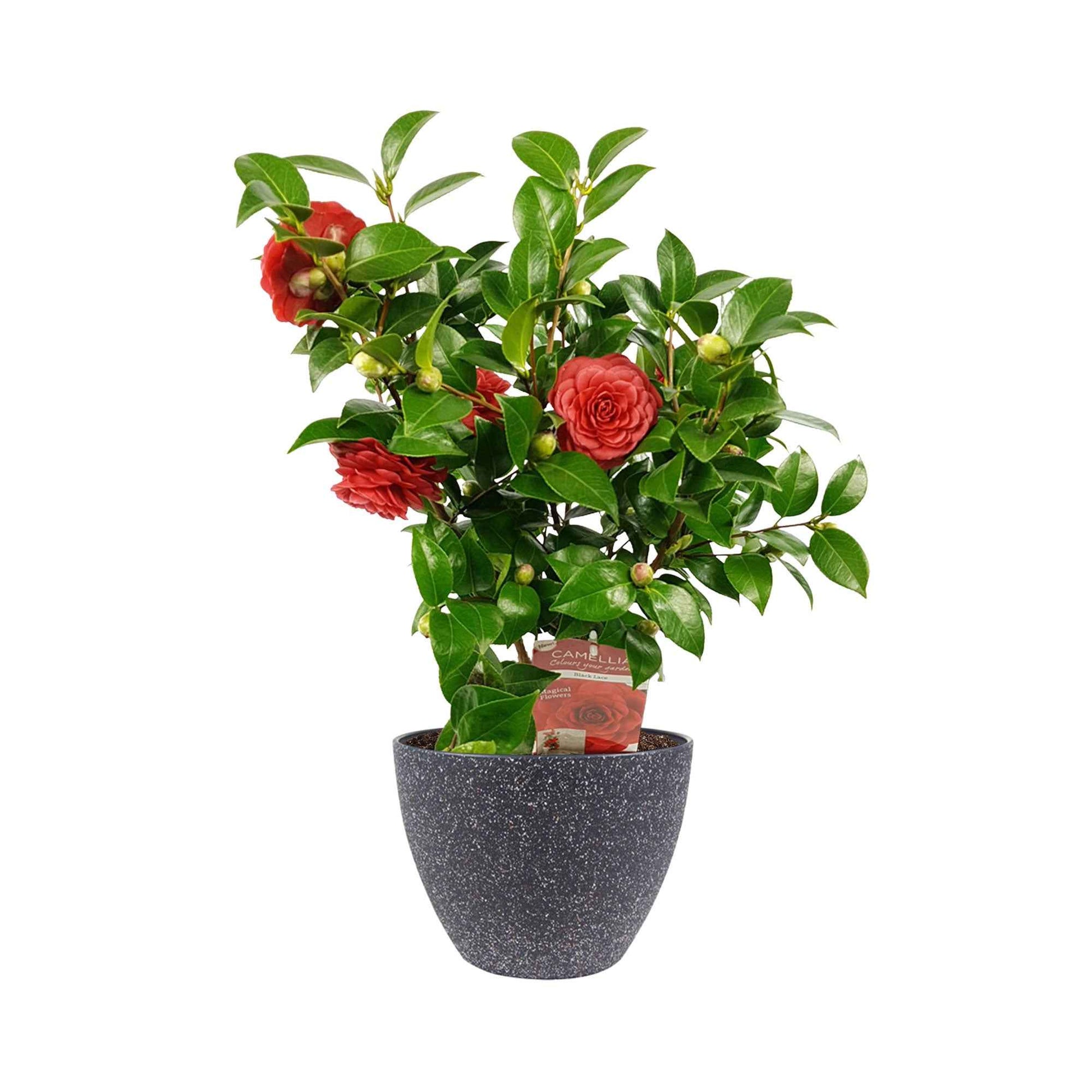 Camelia Camellia japonica Black Lace rood incl. sierpot - Winterhard - Bloeiende heesters