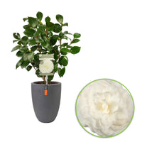 Camelia Camellia japonica Nuccio’s Gem wit incl. sierpot - Winterhard - Heesters voor terras en balkon