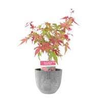 Japanse esdoorn Acer Beni-maiko roze-rood incl. sierpot - Winterhard - Buitenplanten in sierpot