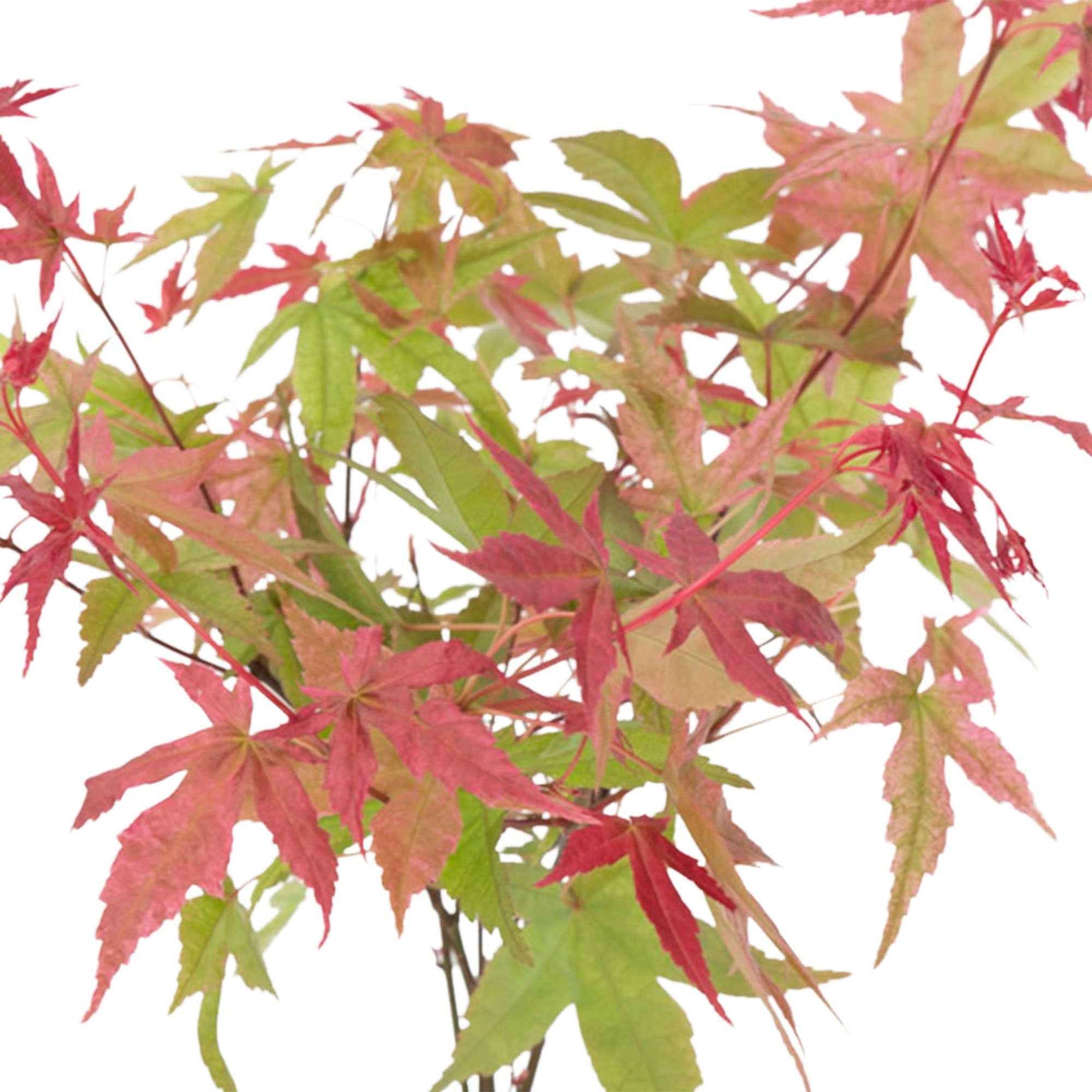 Japanse esdoorn Acer Beni-maiko roze-rood incl. sierpot - Winterhard - Heesters