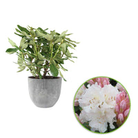 Rhododendron Cunningham s White wit incl. sierpot - Winterhard - Bloeiende struiken