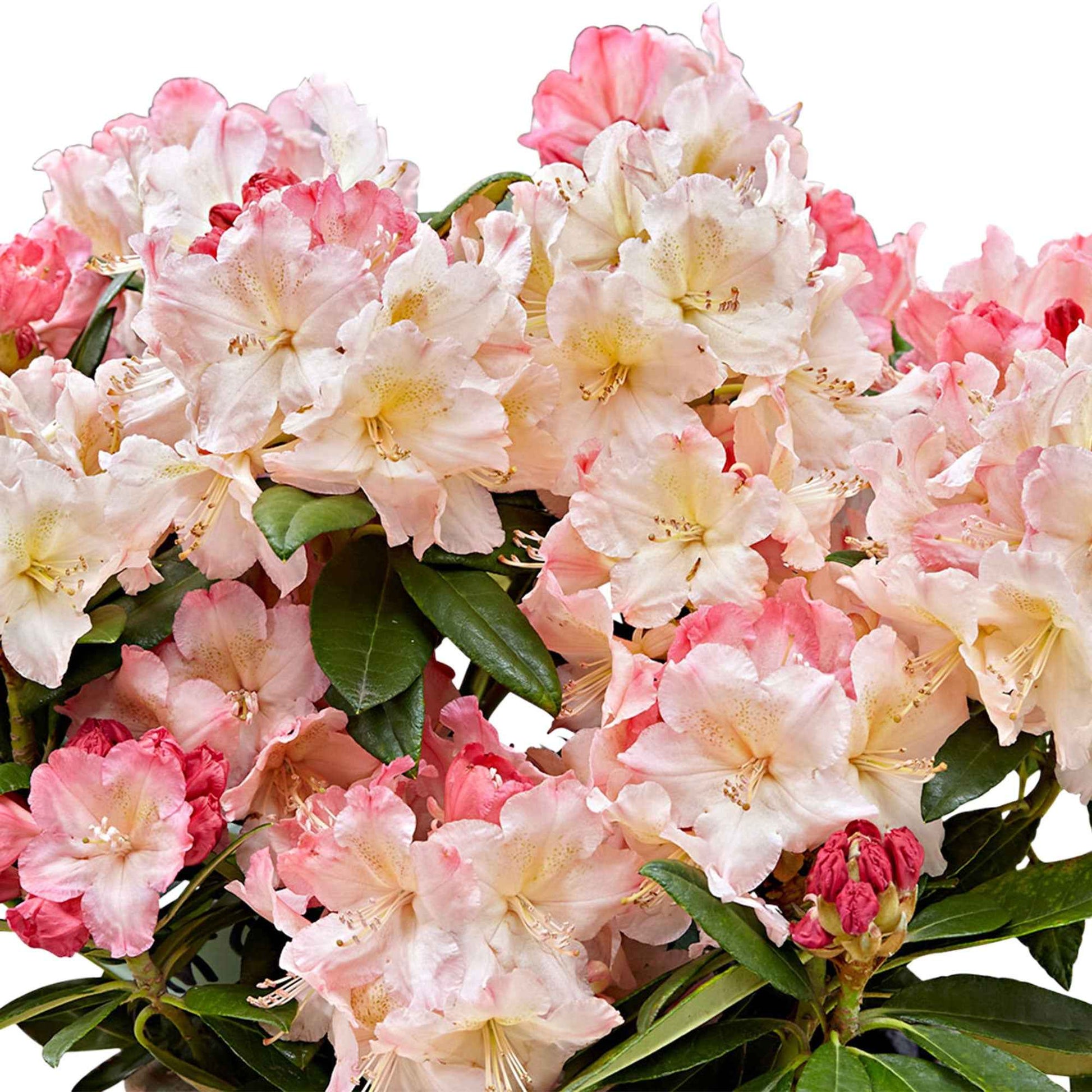 Rhododendron Percy Wiseman incl. sierpot Roze-Geel-Wit - Winterhard - Bloeiende struiken