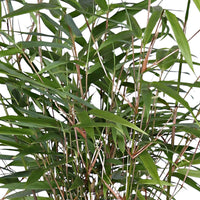 2 Bamboe Fargesia rufa incl. sierpot zwart - Winterhard - Bamboe