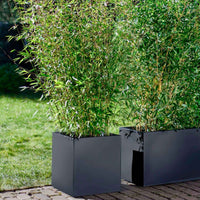 2 Bamboe Fargesia rufa incl. sierpot zwart - Winterhard - Alle vaste tuinplanten