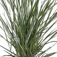 Bont struisriet Calamagrostis Overdam groen-crème incl. sierpot - Winterhard - Plant eigenschap