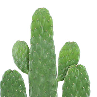 Vijgcactus Opuntia Rubescens incl. jute sierpot - Cactus