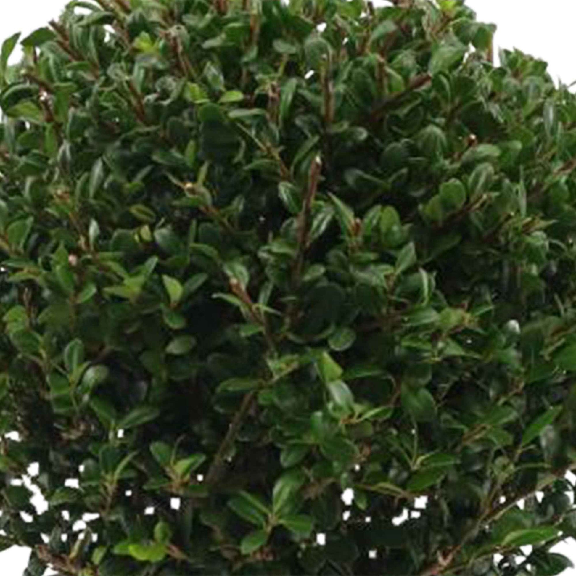 Japanse hulst Ilex crenata incl. zinken sierpot - Buitenplanten in sierpot