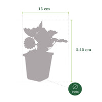 6x Aardbei Fragaria ananassa - Mix op pot - Biologisch - Terrastuinieren