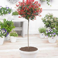 Glansmispel Photinia Red Robin op stam groen-rood - Alle bomen en hagen