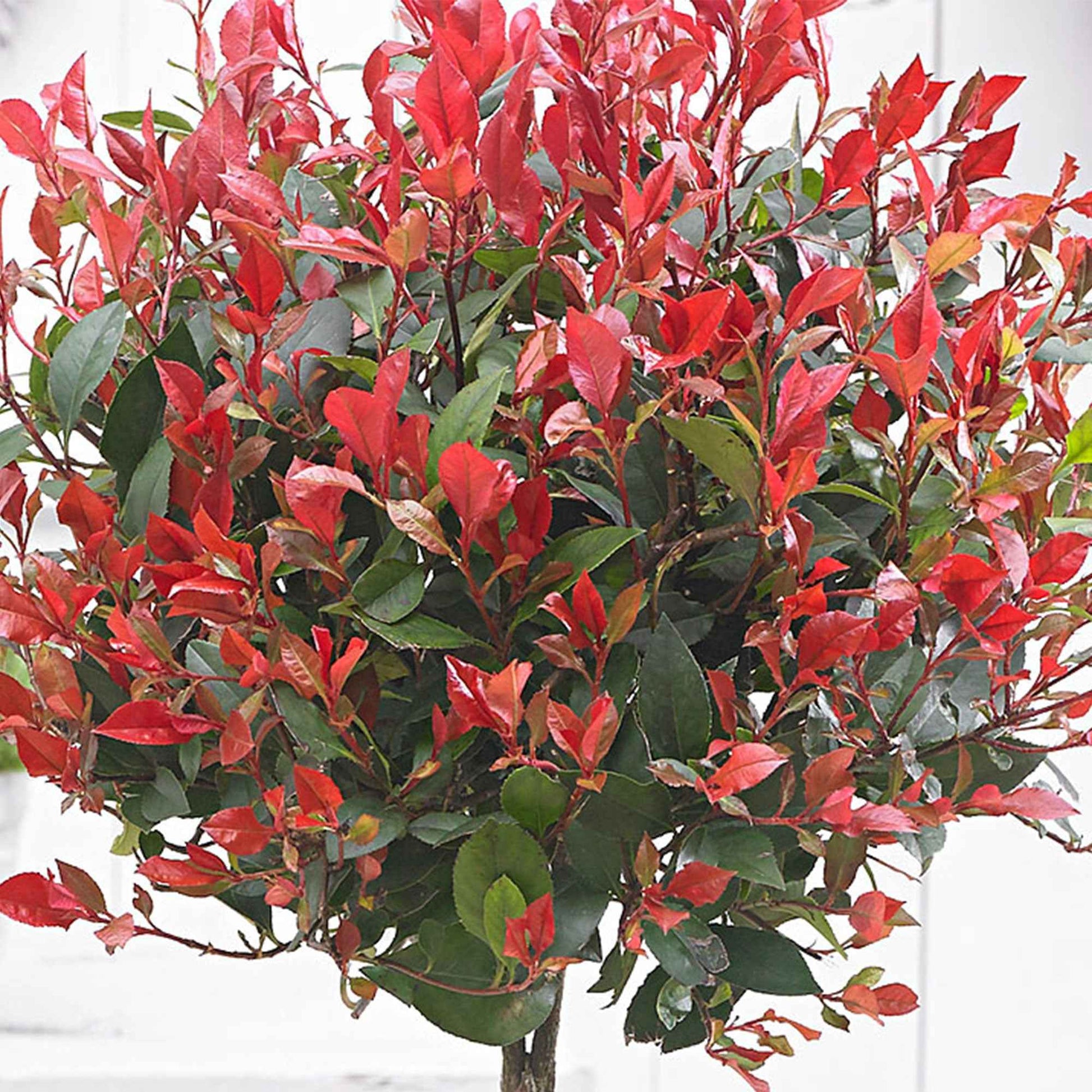 Glansmispel Photinia 'Red Robin' op stam groen-rood kopen | Bakker.com