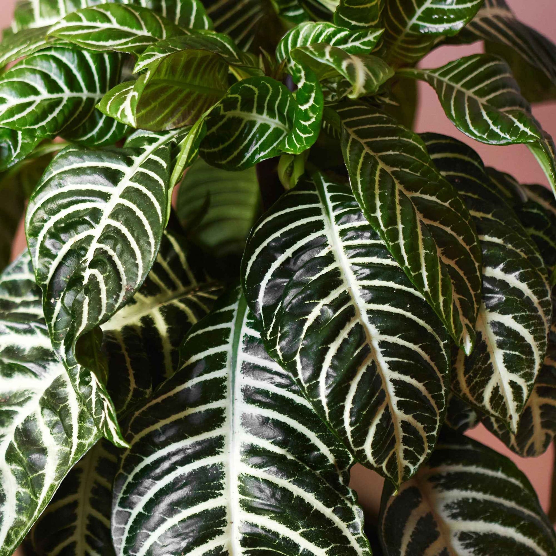 Zebraplant Aphelandra Botanica Groen-Wit - Kamerplanten