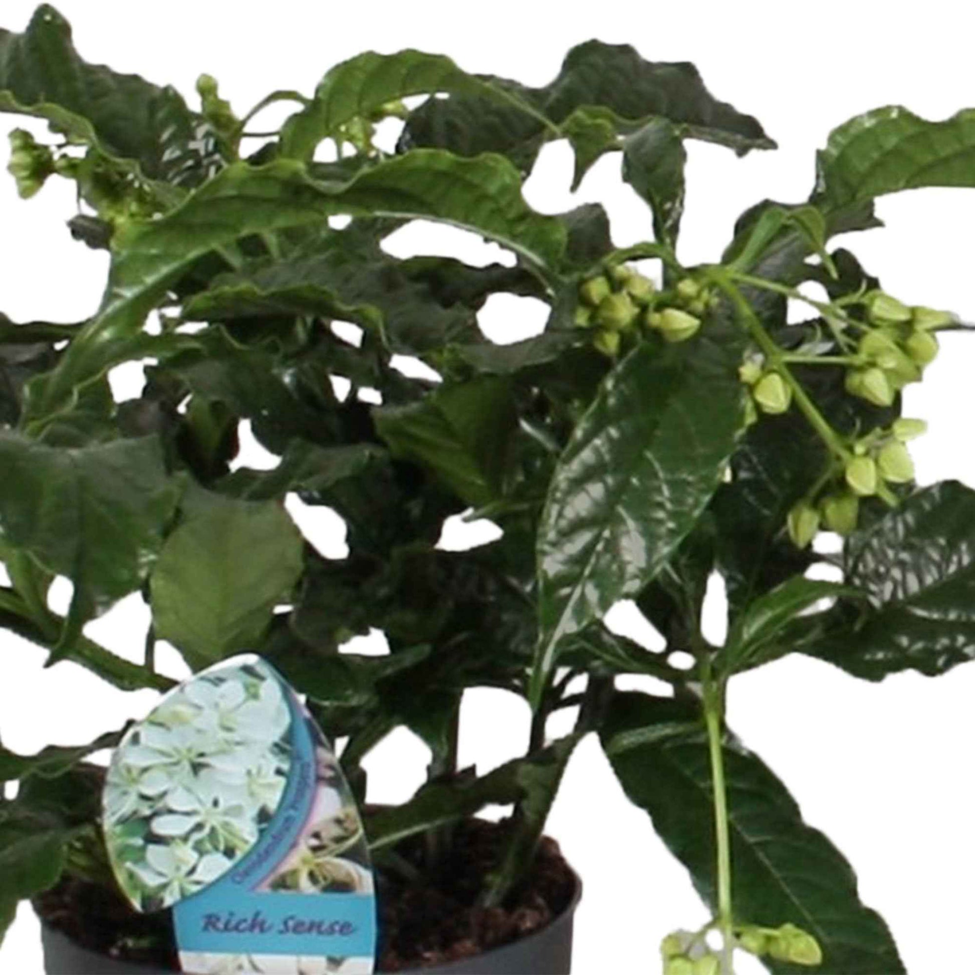 Kansenboom Clerodendrum Prospero Wit - Bloeiende kamerplanten