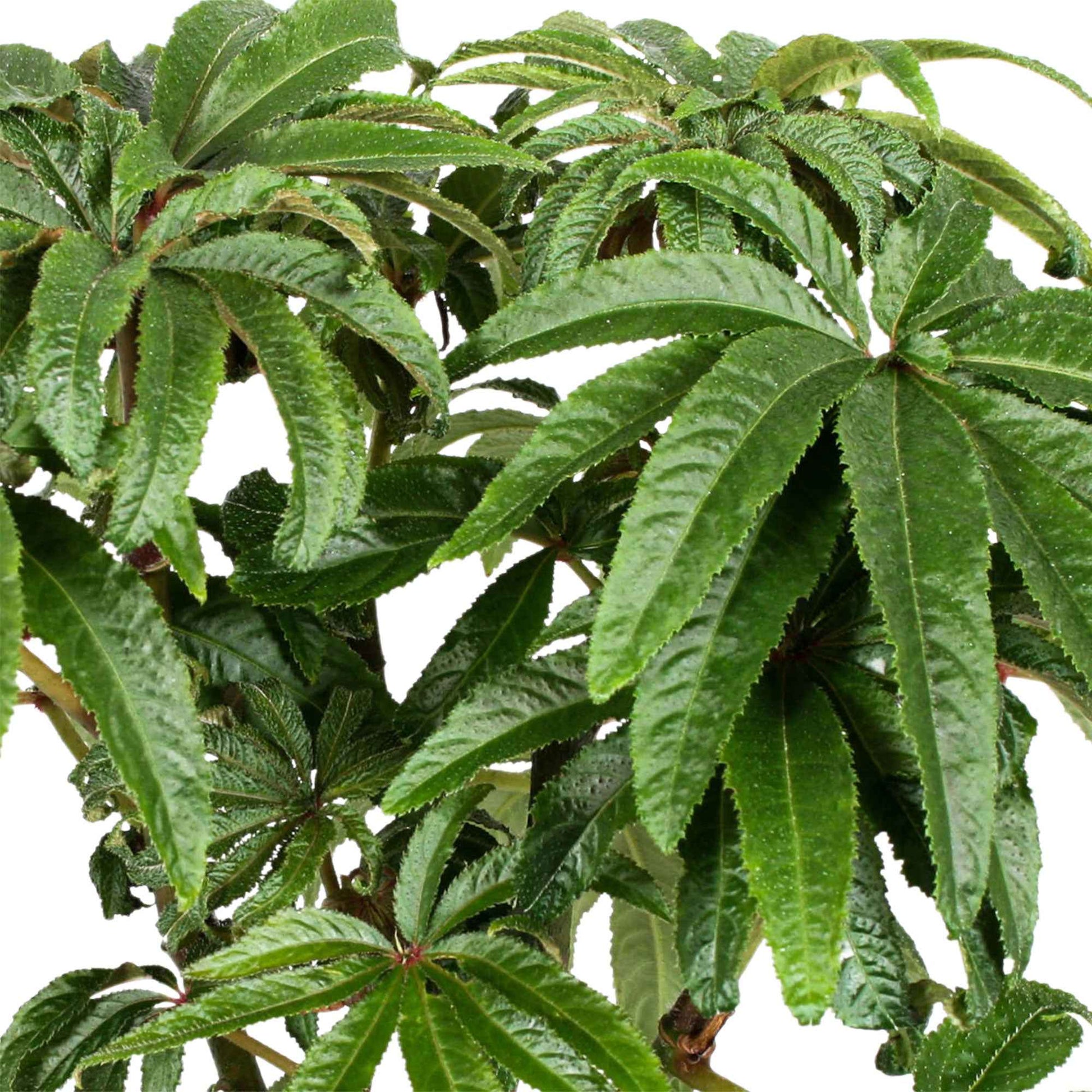 Bladbegonia Begonia luxurians - Groene kamerplanten