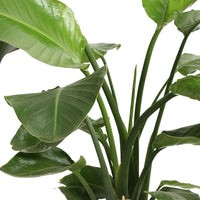 Paradijsvogelplant Strelitzia nicolai incl. mand - Groene kamerplanten in sierpot