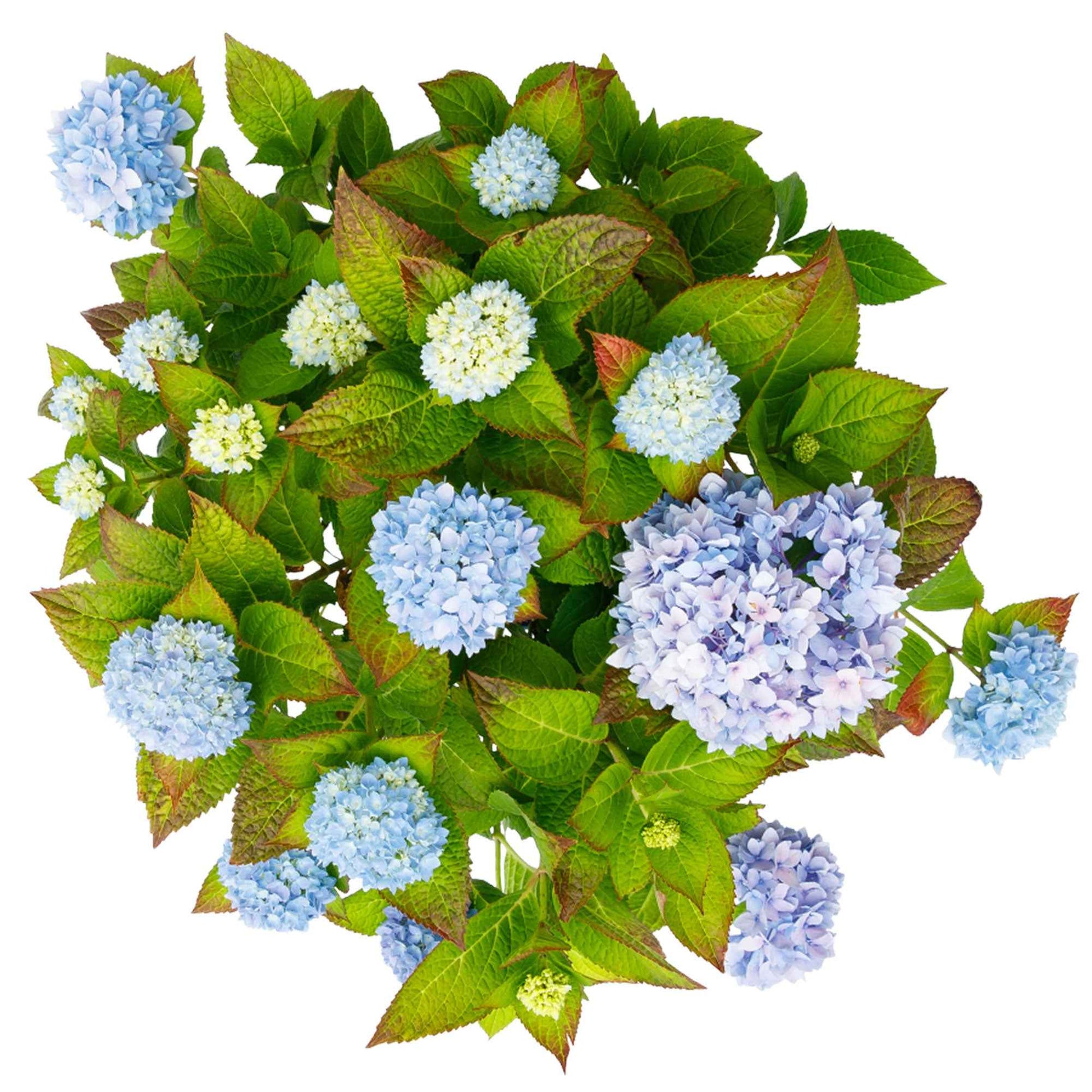 Boerenhortensia Hydrangea The Original Blue Blauw - Winterhard - Bloeiende tuinplanten