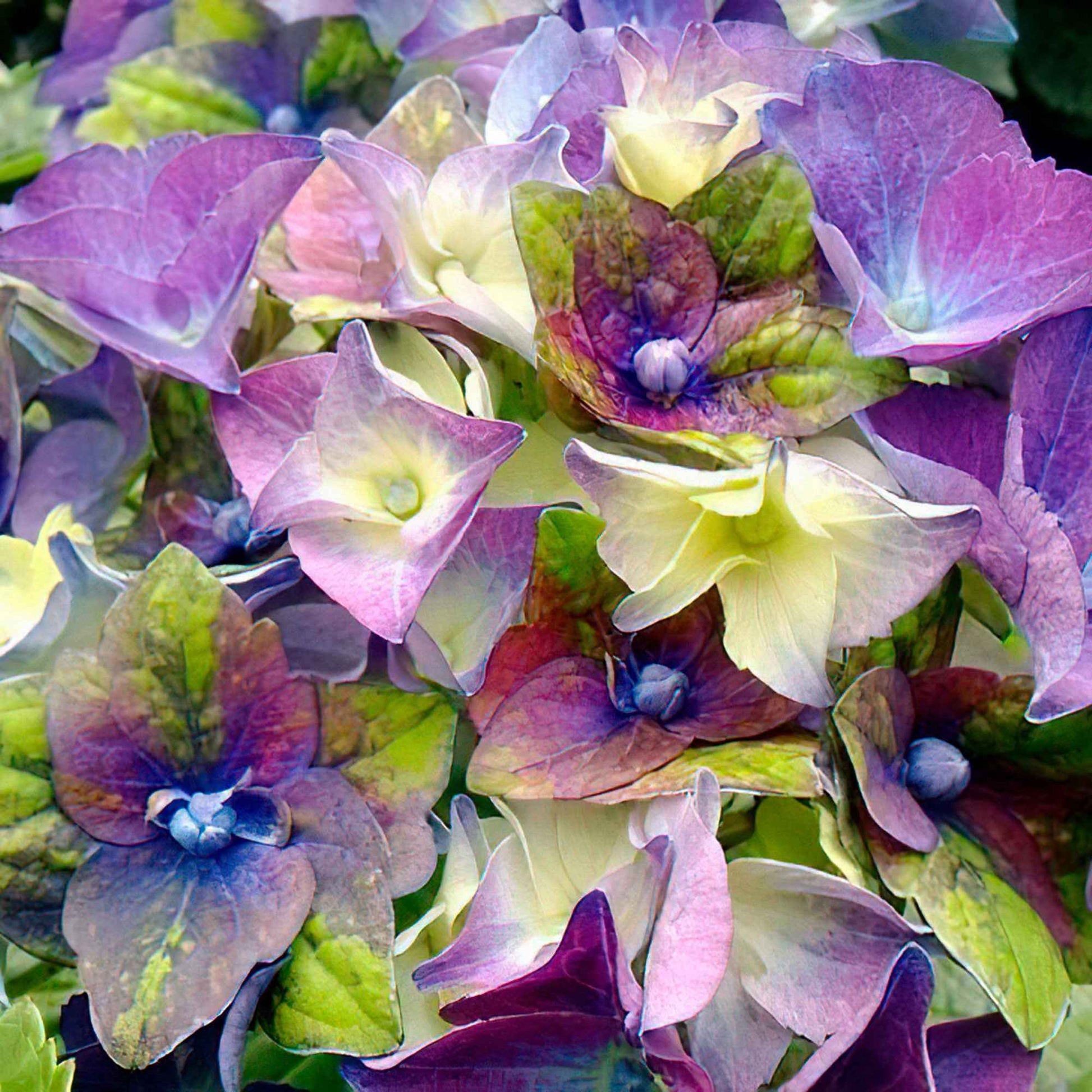 Boerenhortensia Hydrangea Royalty Lady Mata Hari Blauw - Winterhard - Bloeiende heesters