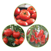 Tomaten pakket Solanum Volle Vruchten 30 m² - Groentezaden - Groentezaden