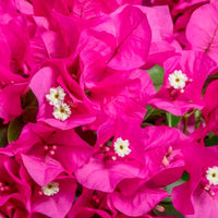Bougainvillea hybride Vera Deep Purple paars incl. hangpot - Bloeiende tuinplanten