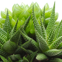 3x Succulent - Mix Marrakesh incl. 1x sierpot keramiek - Alle makkelijke kamerplanten