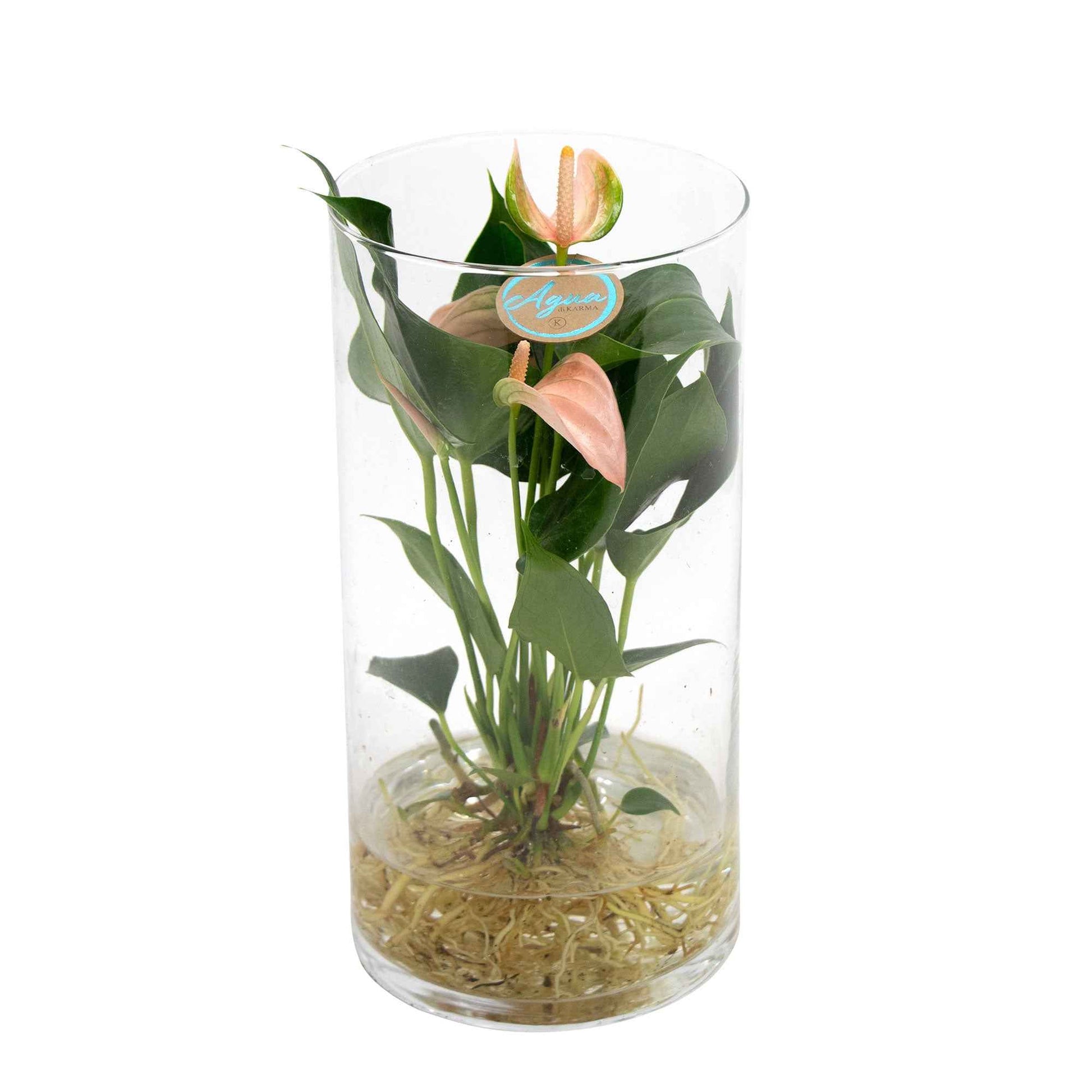 Flamingoplant Anthurium Joli Peach Zalm incl. glazen sierpot - Hydroponie - Bloeiende kamerplanten