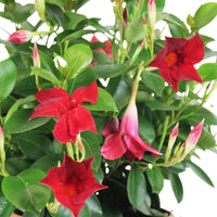 Chileense jasmijn Mandevilla Vogue Audry rood incl. sierpot antraciet - Bloeiende tuinplanten
