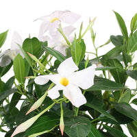 Chileense jasmijn Mandevilla Rio wit incl. sierpot grijs - Bloeiende tuinplanten