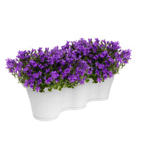 3x Klokjesbloem Campanula Ambella Intense Purple paars incl. balkonbak wit - Alle tuinplanten in pot