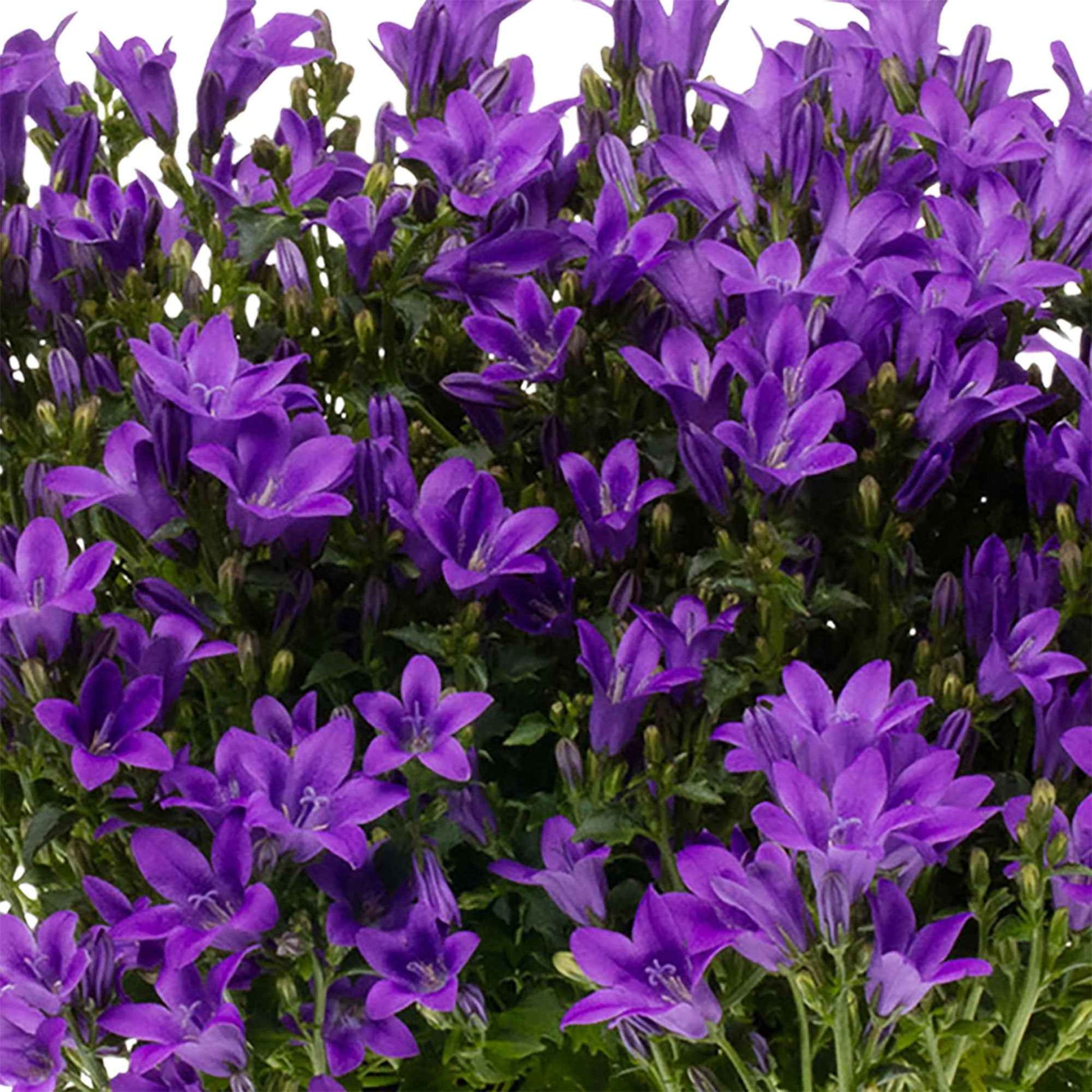3x Klokjesbloem Campanula Ambella Intense Purple paars incl. balkonbak wit - Bodembedekkers