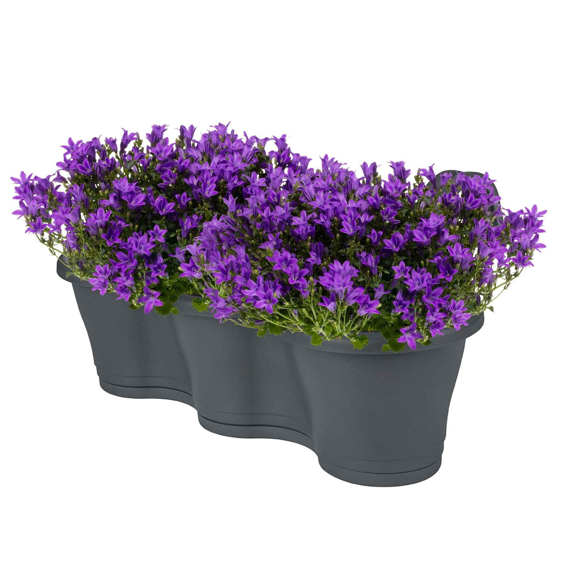 3x Klokjesbloem Campanula Ambella Intense Purple paars incl. balkonbak antraciet - Alle tuinplanten in pot