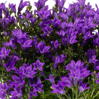 3x Klokjesbloem Campanula Ambella Intense Purple paars incl. schaal grijs - Bodembedekkers
