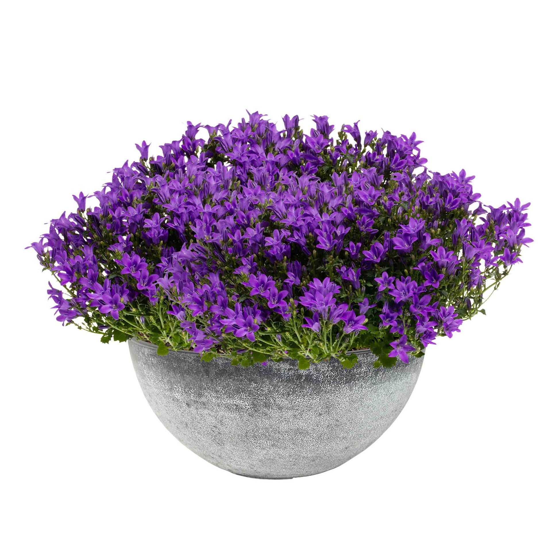 3x Klokjesbloem Campanula Ambella Intense Purple paars incl. schaal grijs - Alle tuinplanten in pot