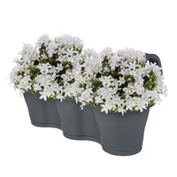 3x Klokjesbloem Campanula White wit incl. balkonbak antraciet - Alle tuinplanten in pot