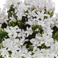 3x Klokjesbloem Campanula White wit incl. balkonbak antraciet - Bloeiende tuinplanten