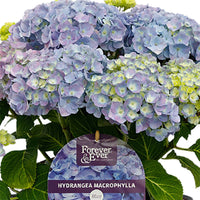 Boerenhortensia Hydrangea macrophylla Blauw incl. sierpot - Bloeiende heesters