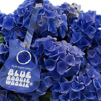 Boerenhortensia Hydrangea Blue Boogiewoogie ® Blauw incl. schaal antraciet - Bloeiende struiken