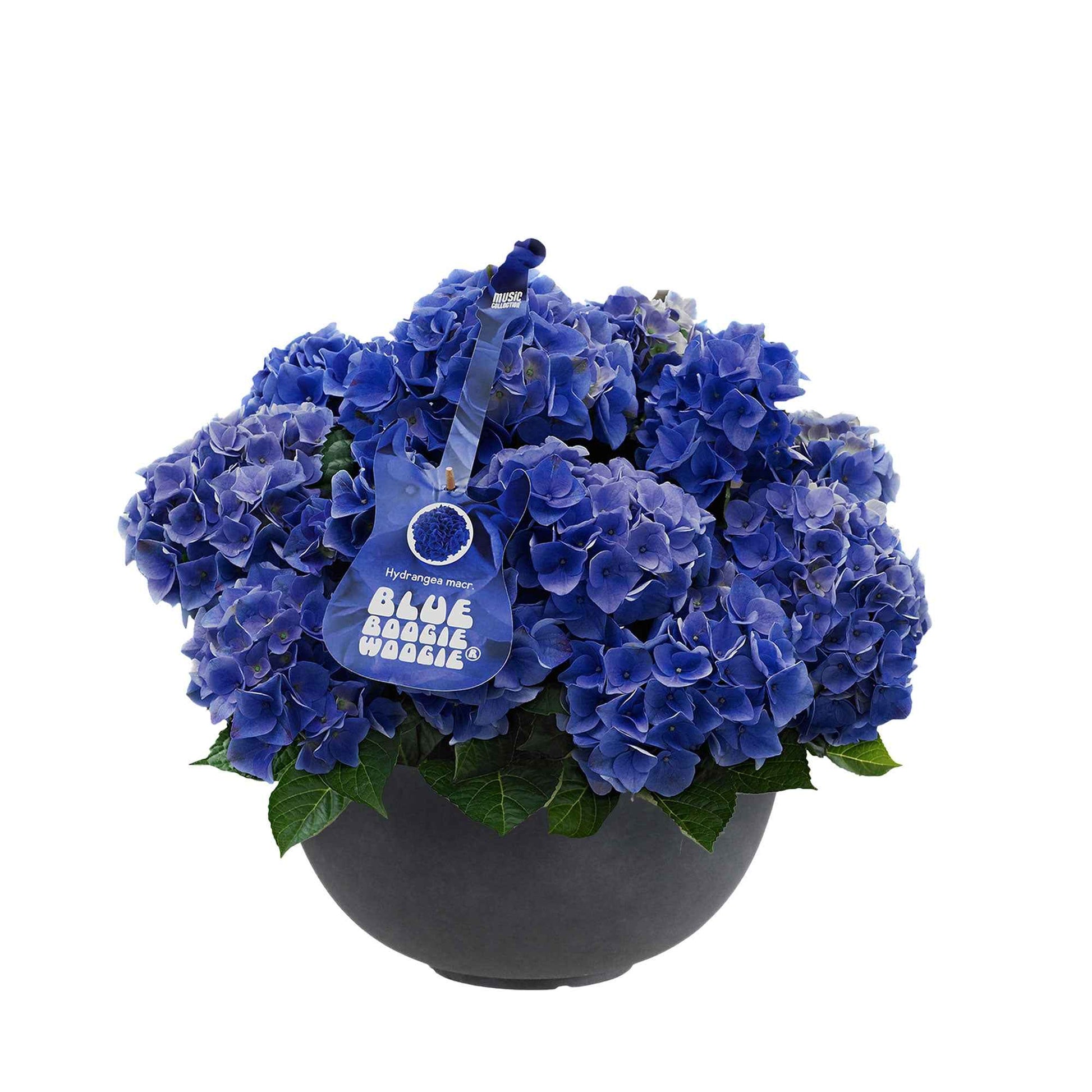 Boerenhortensia Hydrangea Blue Boogiewoogie ® Blauw incl. schaal antraciet - Alle tuinplanten in pot