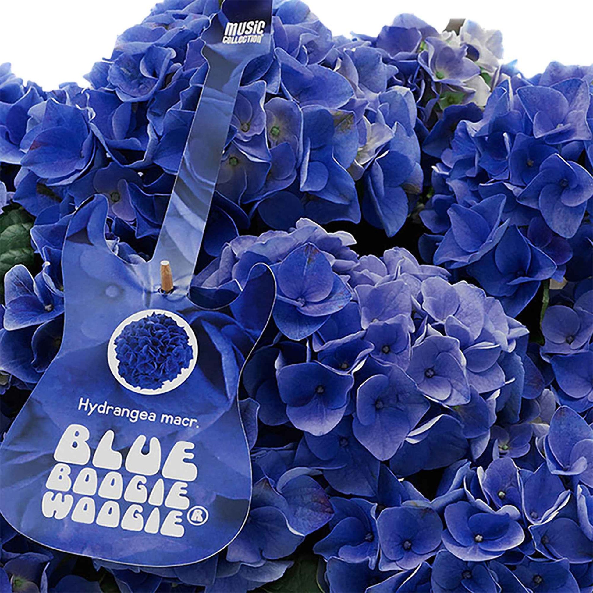 Hortensia Hydrangea Blue Boogiewoogie blauw incl. sierpot wit - Bloeiende struiken