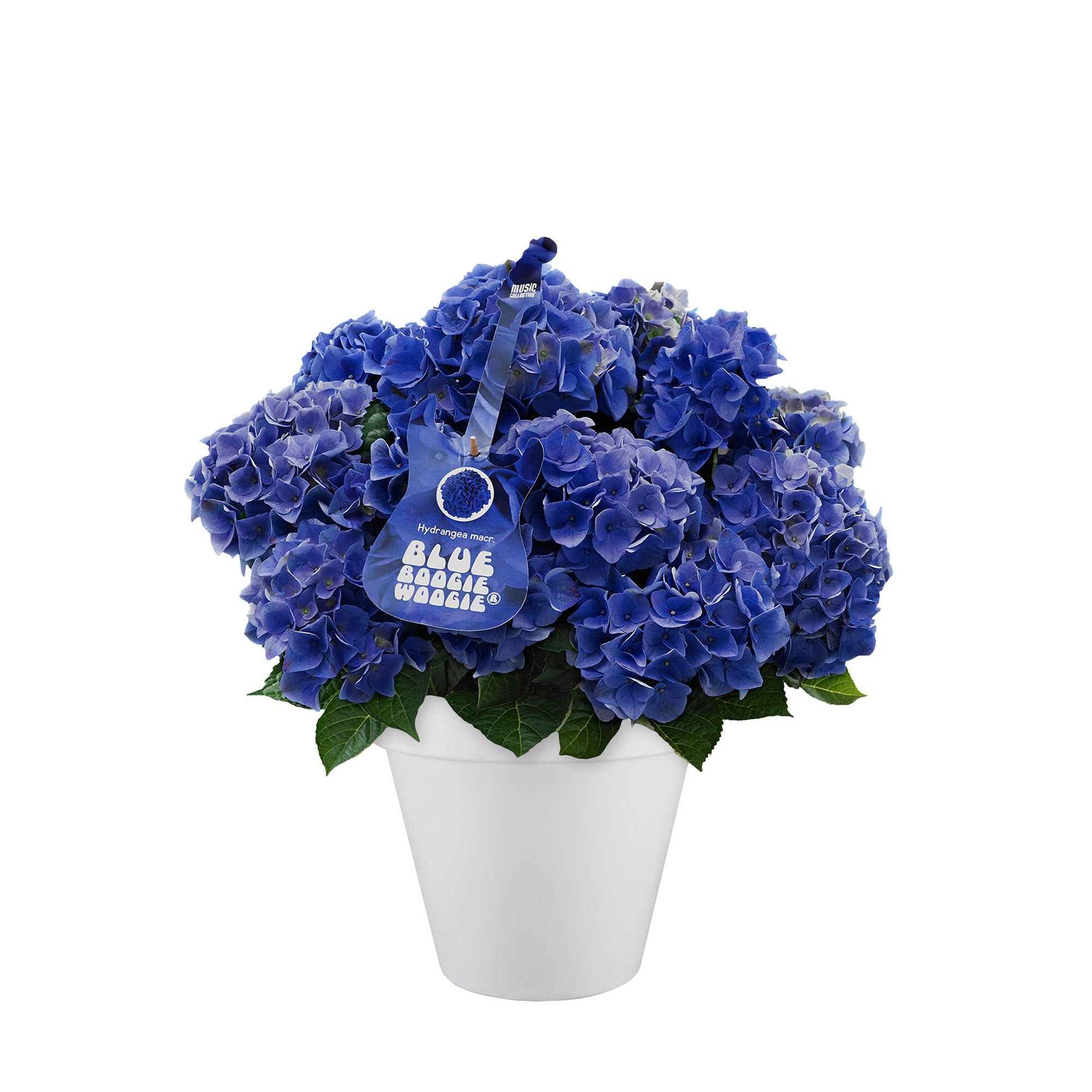 Hortensia Hydrangea Blue Boogiewoogie blauw incl. sierpot wit - Alle tuinplanten in pot