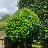 Laurierkers Prunus Angustifolia - Alle bomen en hagen