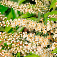 Laurierkers Prunus Angustifolia - Klimheesters