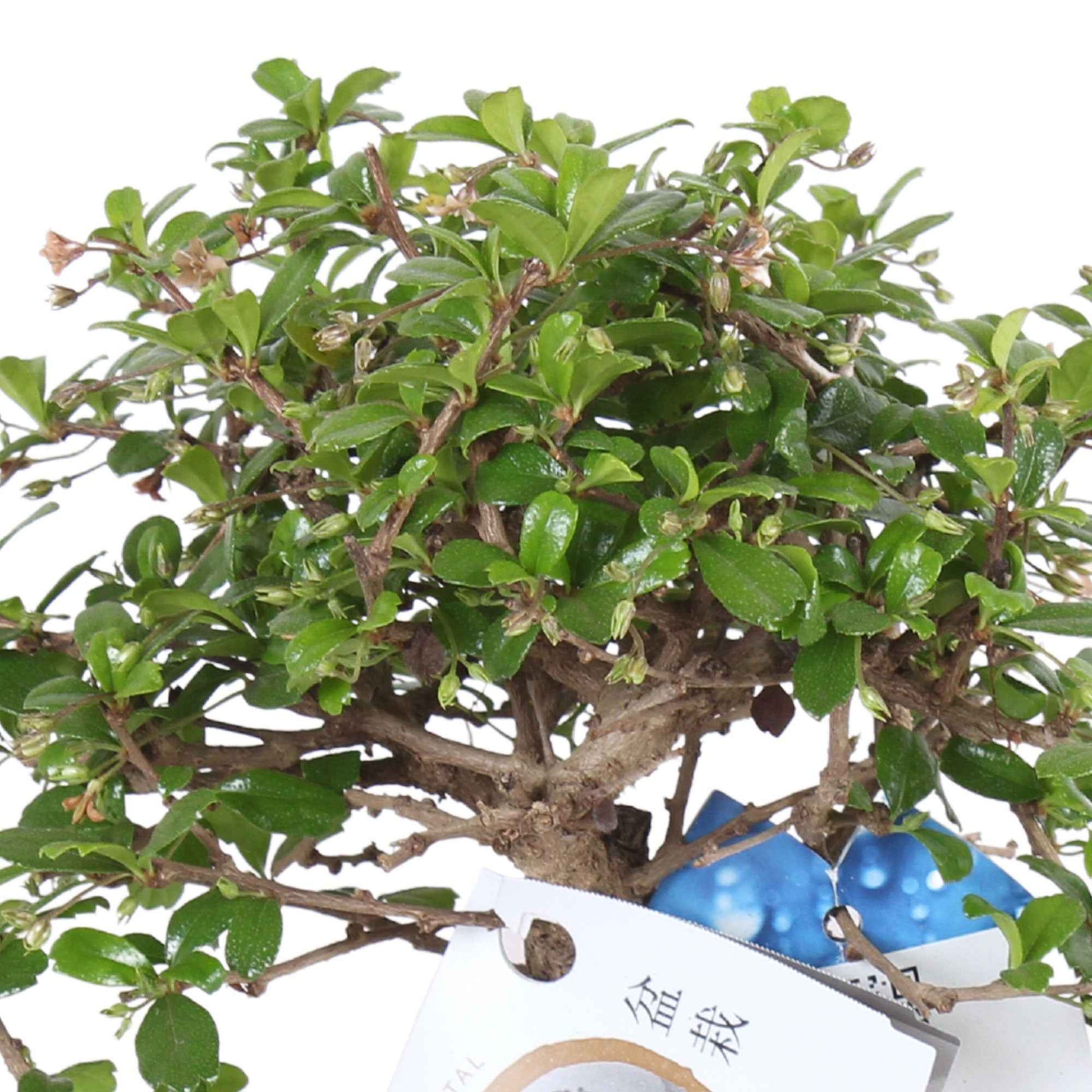 Bonsai Carmona microphylla incl. sierpot slate stone keramiek en watergeefmeter - Bonsai