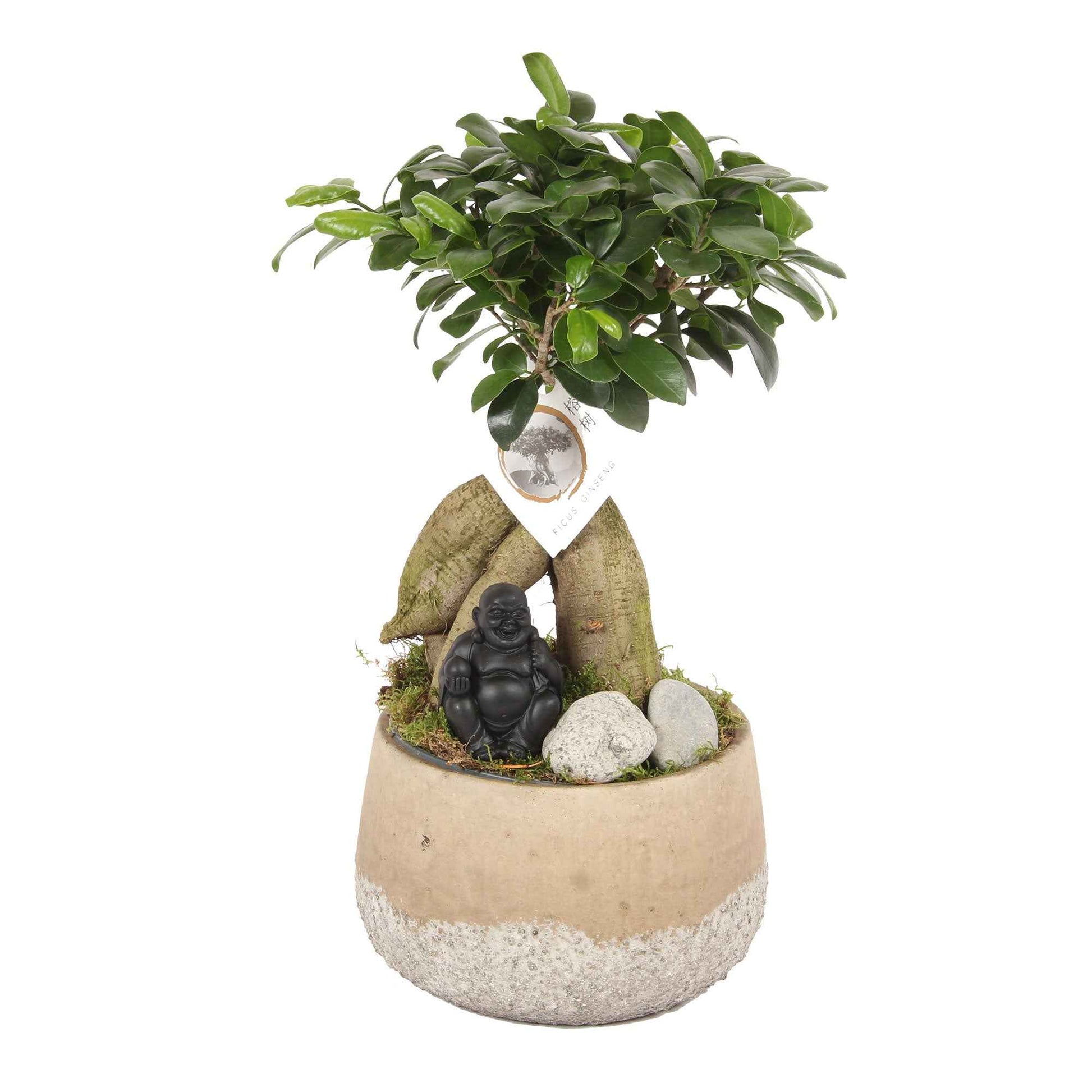 Bonsai Ficus Gingseng incl. betonnen sierpot - Huiskamerplanten