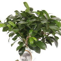 Bonsai Ficus Gingseng incl. betonnen sierpot - Groene kamerplanten